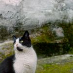 STILLE BEOBACHTER (OmU)