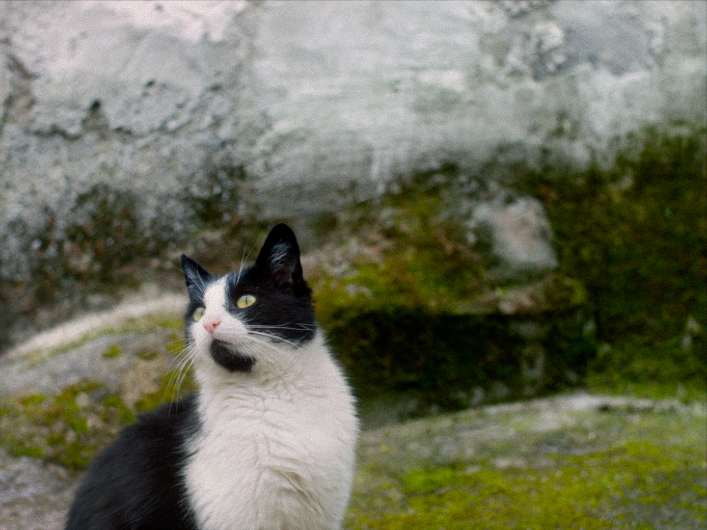 STILLE BEOBACHTER (OmU)